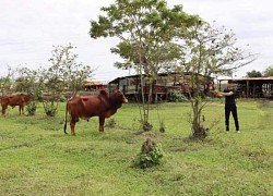 Giáp Tết, lật tẩy hành tung kẻ gây ra hai vụ trộm bò của nông dân