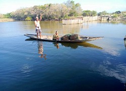 Vẻ đẹp nên thơ của rừng ngập mặn nguyên sinh duy nhất còn lại trên phá Tam Giang