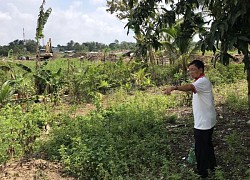 Cưa 6 cây xoài của vợ cũ, bồi thường xong 22 triệu vẫn bị tuyên 4 tháng tù giam