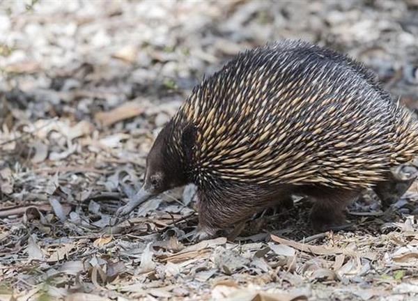 Phát hiện thú vị về nhím echidna đẻ trứng độc đáo nhất thế giới