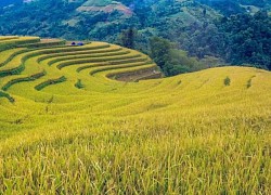 Ruộng bậc thang Hoàng Su Phì - Kiệt tác thiên nhiên nơi địa đầu Tổ quốc