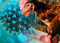 Campuchia: Một người tử vong do H5N1 sau khi ăn gà chết