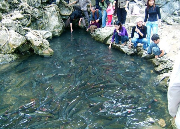 Liên tục nằm mơ thấy kho báu dưới nhà, người đàn ông đào nền thử ai ngờ phát hiện dòng suối lạ phun toàn cá