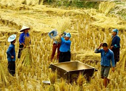 Nét đẹp ngày mùa Hoàng Su Phì