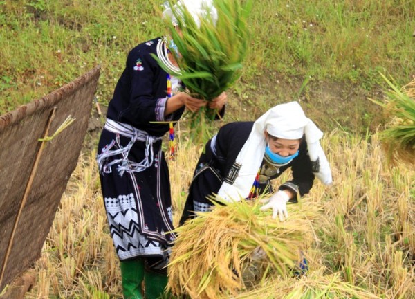 Nhộn nhịp mùa gặt vùng cao Tây Bắc