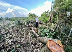 Đồng Nai: Công an xác minh vụ vườn dừa của người dân ở H.Vĩnh Cửu bị chặt phá