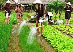 Hợp tác xã làm du lịch nông nghiệp