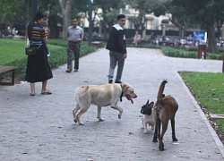 Chó thả rông, không rọ mõm tung tăng khắp các công viên ở Hà Nội