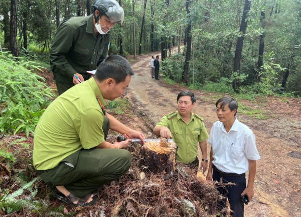 Điều tra vụ hàng loạt cây thông ở Huế bị đốn hạ trơ gốc