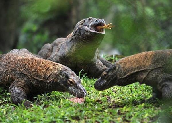 Indonesia bắt giữ 4 nghi phạm buôn lậu rồng Komodo