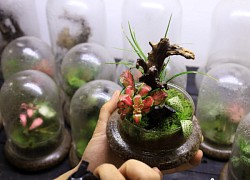 Độc đáo thú chơi thiết kế tiểu cảnh Terrarium