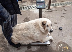 Chú chó khổng lồ nặng gần 100kg ở Nga