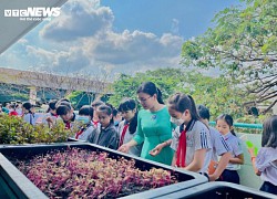 Cô trò tiểu học ở TP.HCM trồng rau gây quỹ học bổng