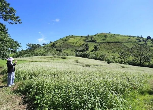 Ngắm hoa tam giác mạch khoe sắc dưới chân núi lửa Chư Đang Ya ở Gia Lai