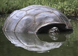 Rác thải đe dọa loài rùa khổng lồ Galapagos