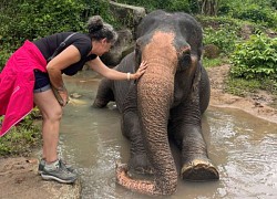 Những chú voi đang dần được &#8216;cởi trói&#8217;