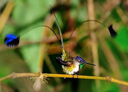 Vẻ ngoài lộng lẫy của loài chim trong Sách đỏ IUCN