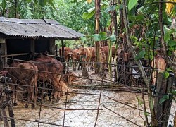 Mưa lũ làm hơn 1.200 ngôi nhà ở Quảng Trị bị ngập, 1 người mất tích