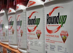 EU gia hạn sử dụng thuốc diệt cỏ glyphosate thêm 10 năm