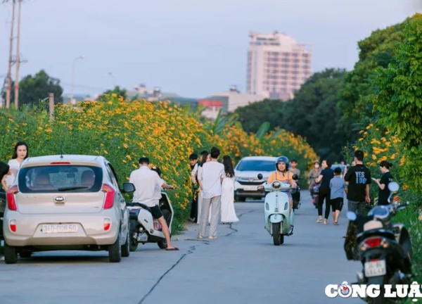 Giới trẻ đua nhau check-in trên con đường hoa dã quỳ rực rỡ ở TP Hải Dương