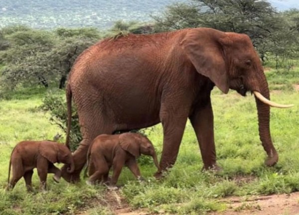 Hy hữu ca song sinh ở voi Kenya