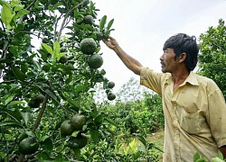 Vì sao CĐM kêu gọi "đừng uống trà chanh giã tay Trung Quốc, hãy uống nước cam cứu nông dân"?