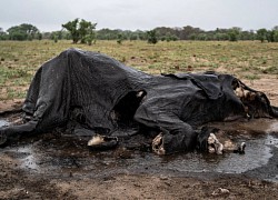 Cả trăm con voi chết khô do hạn hán nghiêm trọng tại Zimbabwe