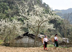 Về Hà Giang giữa mùa xuân hoa nở