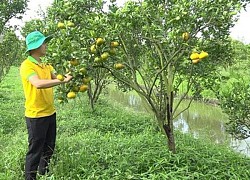 Các điểm tham quan Quýt hồng Lai Vung chuẩn bị đón khách