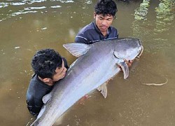 Ngư dân Campuchia bắt được "thủy quái" lớn trên sông Mekong