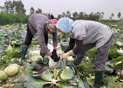 Bắp cải rất "độc" với những người này, thèm mấy cũng nên cân nhắc