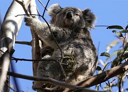 Gấu koala mất nơi trú ẩn vì hoạt động khai thác gỗ