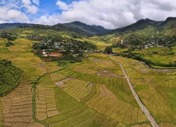 Đẹp ngỡ ngàng mùa lúa chín ở Măng Ri