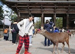 Có nên đi du lịch Nhật Bản và Hàn Quốc cùng một chuyến?