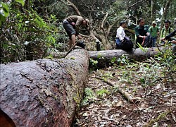 Kon Tum vẫn còn xảy ra các vụ phá hoại rừng