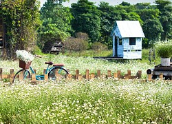 Cánh đồng cúc họa mi đầu mùa ở Hà Nội hút khách tới chụp ảnh