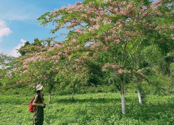 3 địa điểm ngắm hoa đào ngày hè