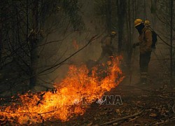 Cháy rừng dữ dội gần thủ đô Santiago của Chile