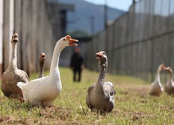 'Đặc vụ ngỗng' ngăn tù nhân vượt ngục ở Brazil