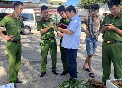 Thu giữ 40kg hàng nghi giả sâm Ngọc Linh bị 'bỏ quên' tại bến xe khách