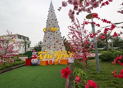 Chiêm ngưỡng cây thông Noel làm từ 100.000 vỏ sò ở Hà Tĩnh