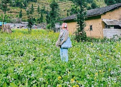 Cung đường vàng Hà Giang chiêm ngưỡng thiên nhiên tuyệt đẹp