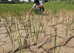 Hiện tượng El Nino gây hạn hán nghiêm trọng tại Costa Rica