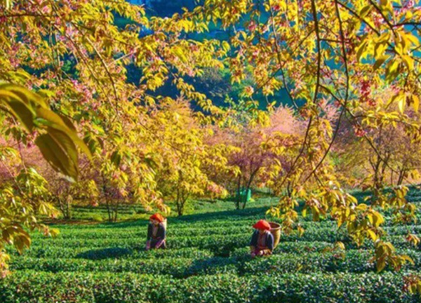 Mùa hoa anh đào trên đồi chè Ô Long