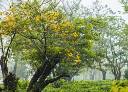 Trải nghiệm mùa vàng Tây Nguyên