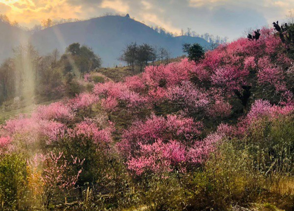 Săn mây trên đỉnh Ngải Thầu