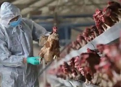 Campuchia đã kiểm soát tình hình dịch cúm gia cầm H5N1 ở huyện Sithor Kandal