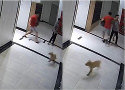 Clip cha bảo vệ con trai trước chó không rọ mõm ở chung cư TP.HCM thì bị đánh: Chủ chó nói gì?