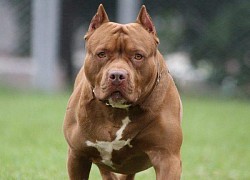 Clip: Bị tấn công, nam thanh niên dùng tay không đánh trả chó Pitbull