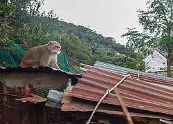 Khánh Hòa: Đàn khỉ 200 con quậy phá người dân Ninh Ích